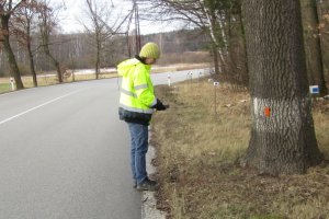 Měření vzdálenosti stromu od hrany zpevnění v rámci bezpečnostní inspekce pozemní komunikace